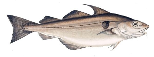 Haddock Haddock Britishseafishingcouk