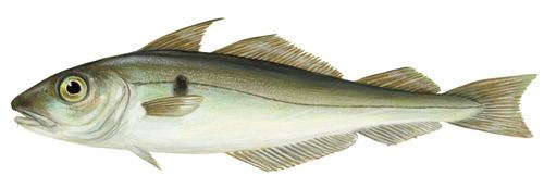 Haddock Haddock Marine Stewardship Council