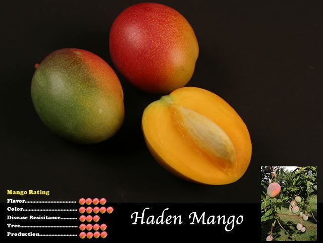 Haden (mango) Pine Island Nursery Mango Variety Viewer Haden
