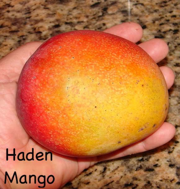 Haden (mango) PolynesianProduceStand