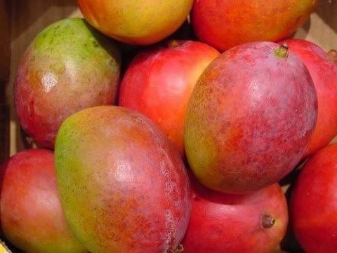 Haden (mango) HD Video How to Grow a Haden Mango Tree The Best Tasting Mango