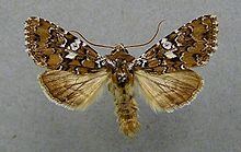 Hadena albimacula httpsuploadwikimediaorgwikipediacommonsthu