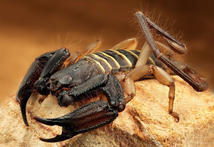 Hadogenes MacroIDRU Arachnida Scorpiones Hemiscorpiidae Hadogenes