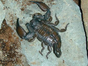 Hadogenes troglodytes The Scorpion Files Hadogenes troglodytes Ischnuridae
