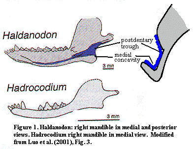 Hadrocodium Palaeos Vertebrates Mammaliformes Symmetrodonta