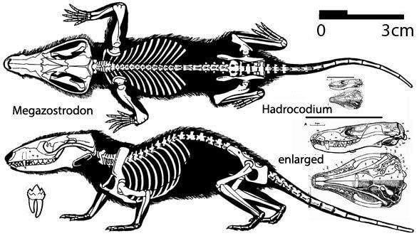 Hadrocodium Hadrocodium the tiniest Jurassic mammal The Pterosaur Heresies