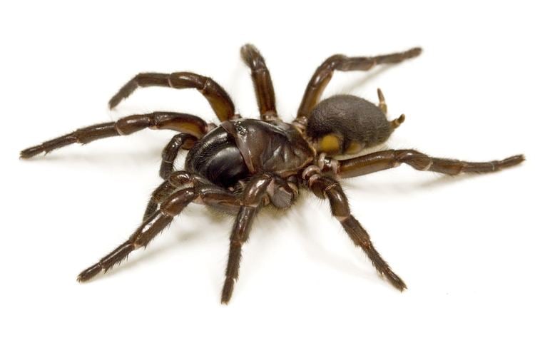 Hadronyche Spider Toxin Card ArachnoServer