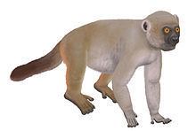 Hadropithecus httpsuploadwikimediaorgwikipediacommonsthu