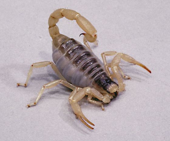 Hadrurus Hadrurus arizonensis Giant desert hairy scorpion