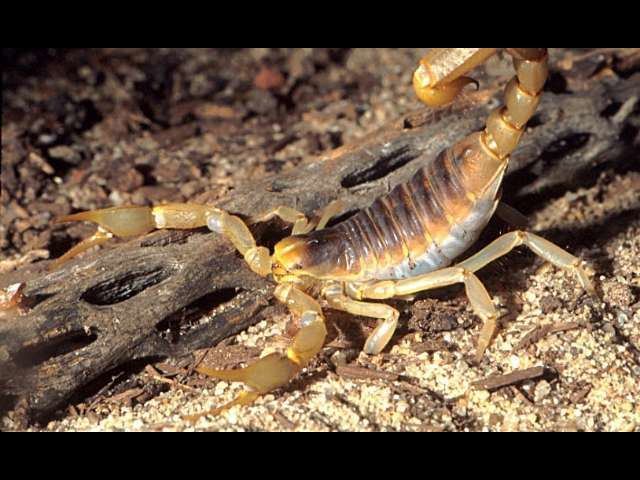 Hadrurus Hadrurus arizonensis Giant desert hairy scorpion