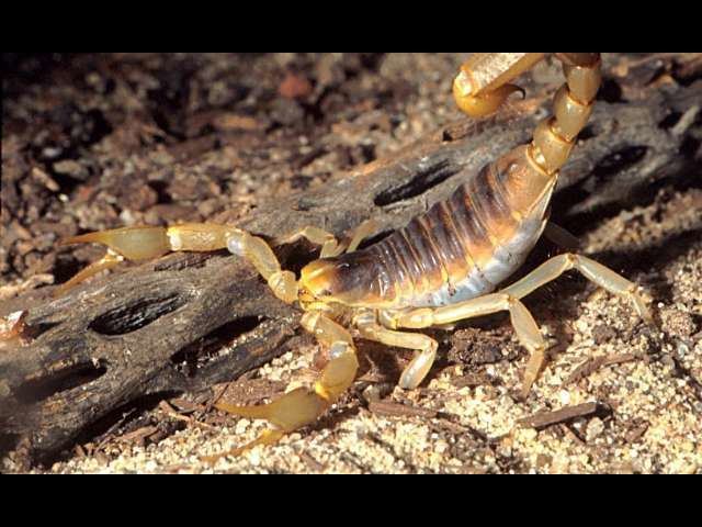 Hadrurus arizonensis Hadrurus arizonensis Giant desert hairy scorpion