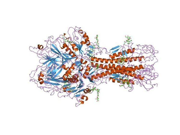 Haemagglutinin-esterase fusion glycoprotein