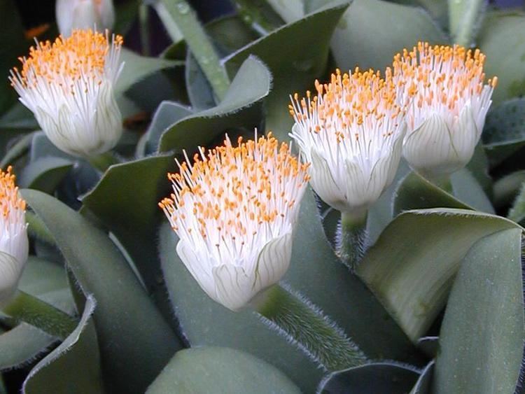 Haemanthus Haemanthus albiflos Wikipedia