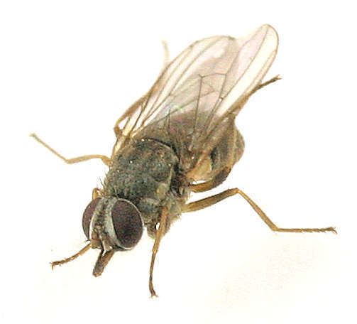 Haematobia irritans Haematobia irritans Horn Fly