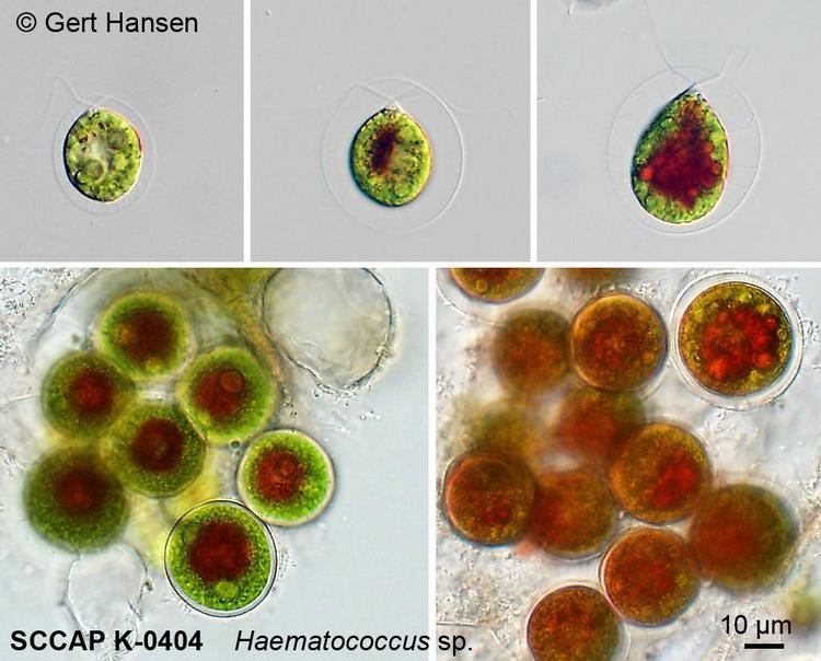 Haematococcus Haematococcus Flot Nordic Microalgae