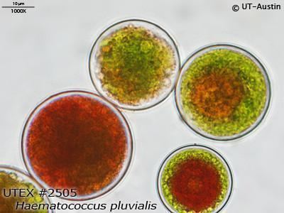 Haematococcus pluvialis Algae Express UTEX 2505 Haematococcus pluvialis UTEX Culture