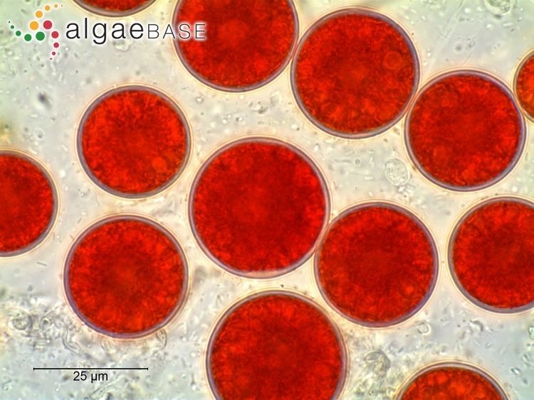 Haematococcus pluvialis Haematococcus pluvialis Flotow Algaebase