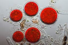 Haematococcus pluvialis httpsuploadwikimediaorgwikipediacommonsthu