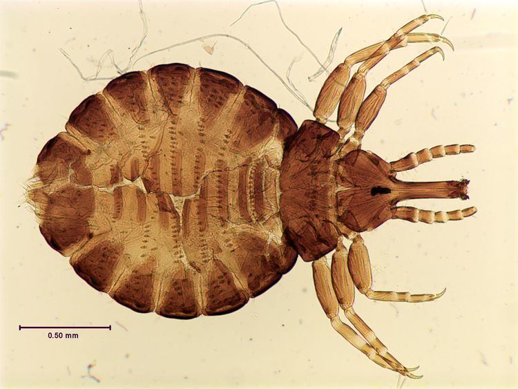 Haematomyzus phthirapterainfositesphthirapterainfofilessi