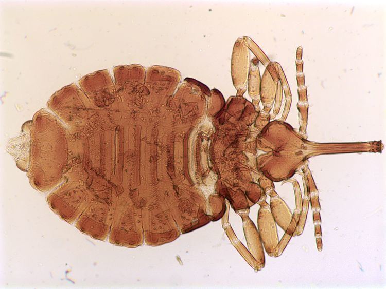 Haematomyzus Lice Phthirapterainfo