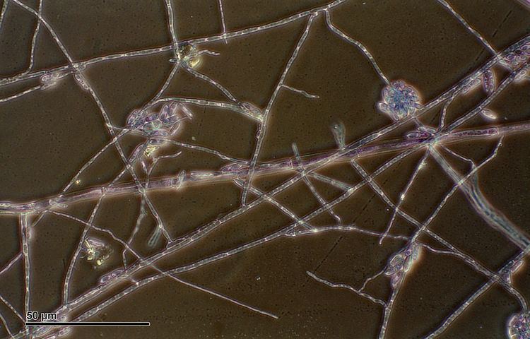 Haematonectria haematococca