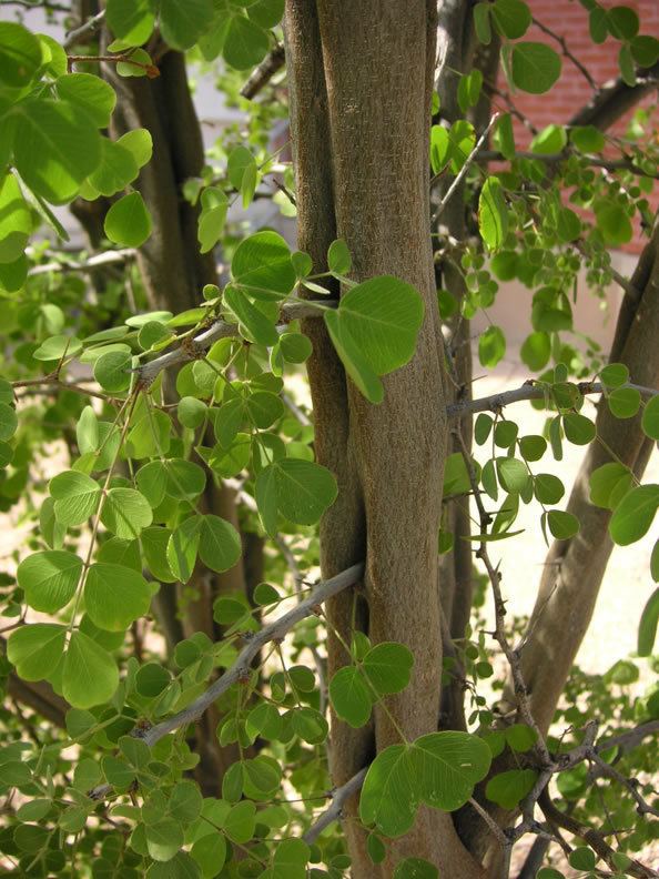 Haematoxylum brasiletto Find Trees amp Learn University of Arizona Campus Arboretum