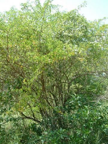 Haematoxylum campechianum Global Species Haematoxylum campechianum Logwood bloodwoodtree