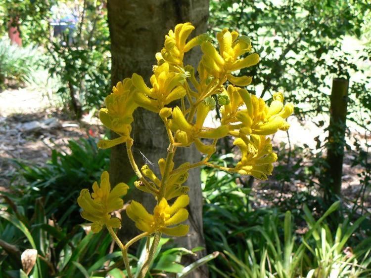 Haemodoraceae Australian Haemodoraceae