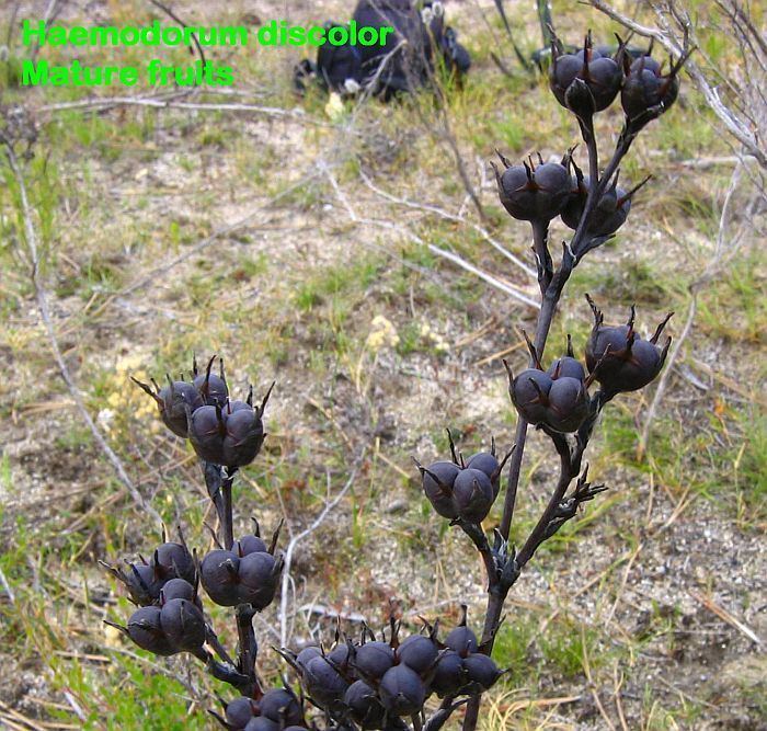 Haemodorum Esperance Wildflowers Haemodorum discolor Bloodroot