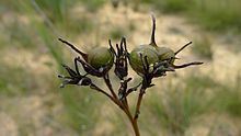 Haemodorum corymbosum httpsuploadwikimediaorgwikipediacommonsthu