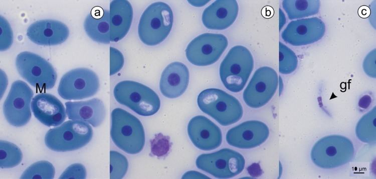 Haemogregarina Prevalence and parasitemia of Haemogregarina sp in Podocnemis