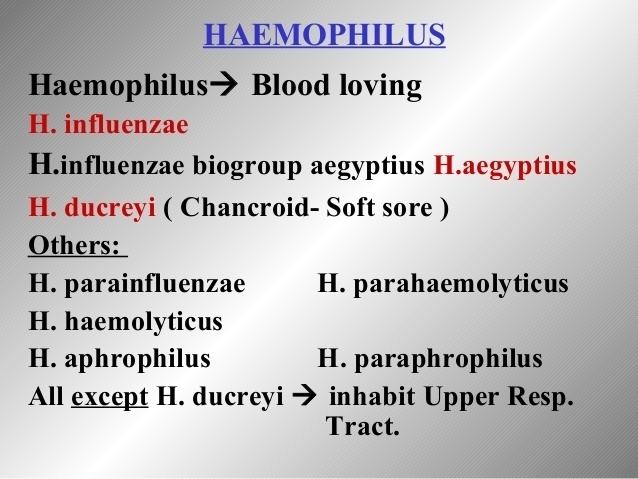 Haemophilus --all sps