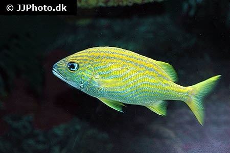 Haemulon flavolineatum French grunt Haemulon flavolineatum in aquarium