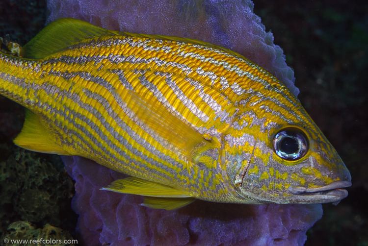 Haemulon flavolineatum Colors