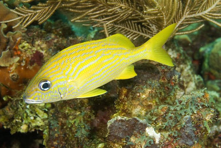 Haemulon flavolineatum Photos of grunts and sweetlips Haemulidae