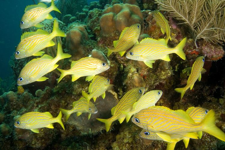 Haemulon flavolineatum Photos of grunts and sweetlips Haemulidae