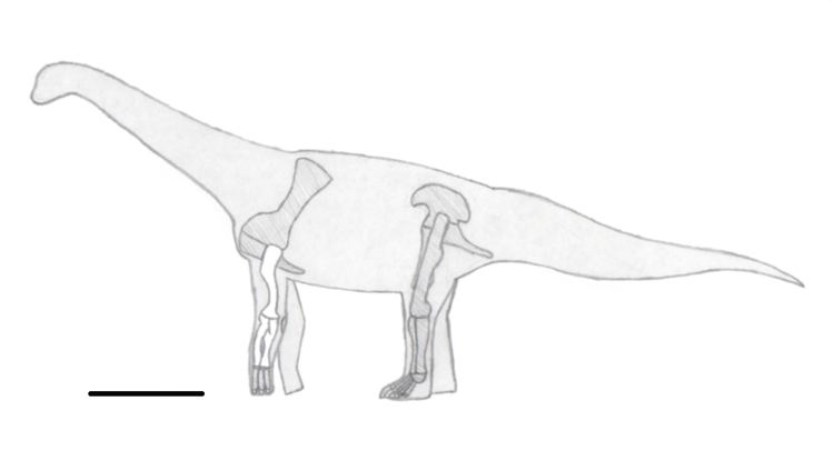 Haestasaurus FileHaestasaurus skeletonjpg Wikimedia Commons