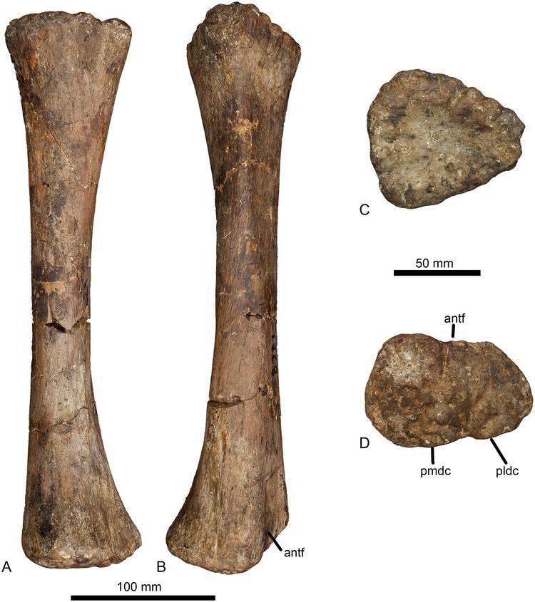 Haestasaurus Upchurch Mannion and Taylor 2015 on Haestasaurus becklesii