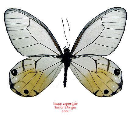Haetera piera Insect Designs Butterflies and Moths Satyridae Haetera