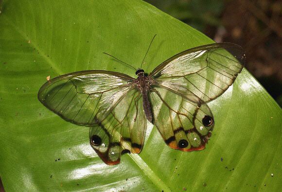Haetera piera Butterflies of Amazonia Haetera piera