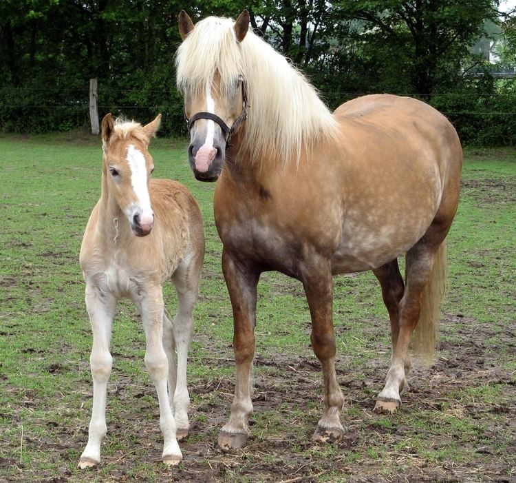Haflinger Alchetron The Free Social Encyclopedia