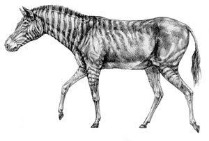 Hagerman horse A drawing of what the Hagerman Horse might have looked like Horses