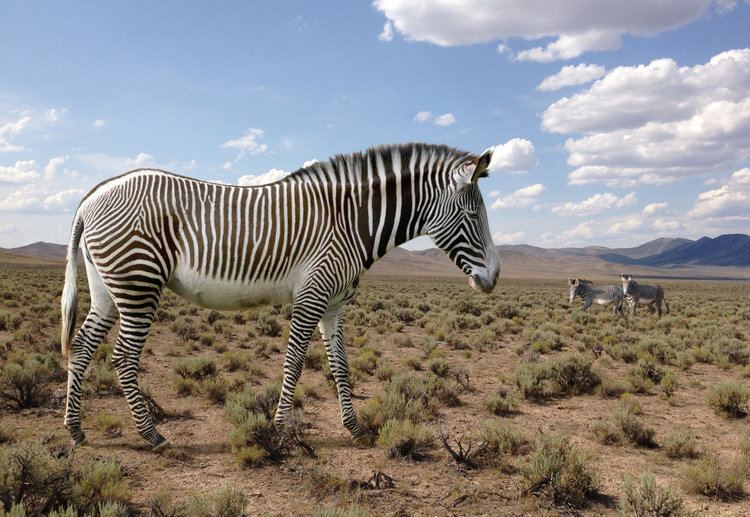 Hagerman horse Hagerman Horse Equus simplicidens American Zebra by philip72