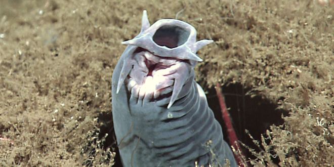 Hagfish The Creature Feature 10 Fun Facts About the Hagfish WIRED