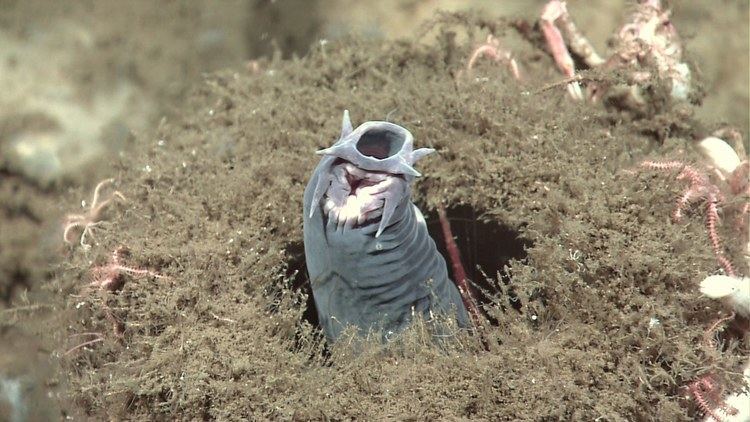 Hagfish The Creature Feature 10 Fun Facts About the Hagfish WIRED