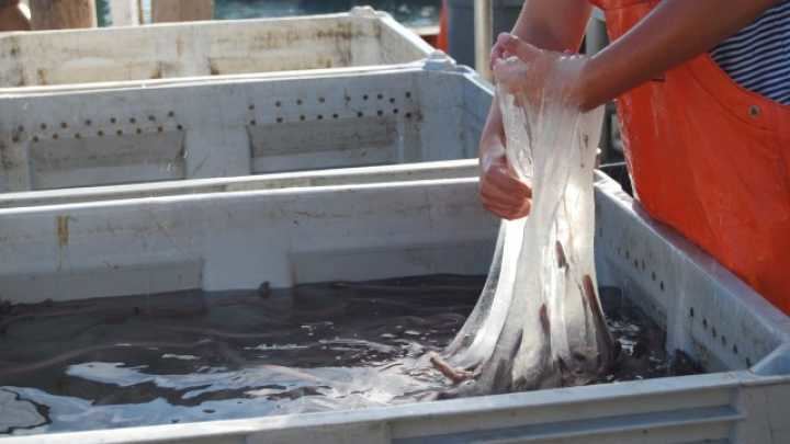 Hagfish Hagfish Slime Biomaterial Of The Future IFLScience