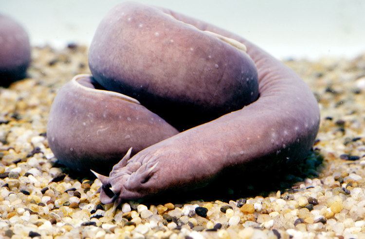 Hagfish Absurd Creature of the Week This Oceanic 39Nightmare39 Suffocates