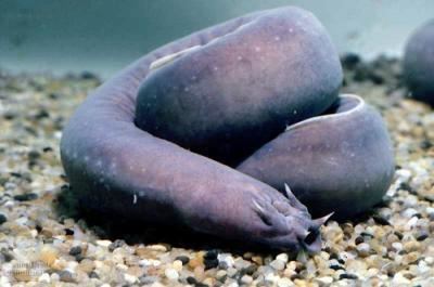 Hagfish Featured Creature Hagfish The Ethogram