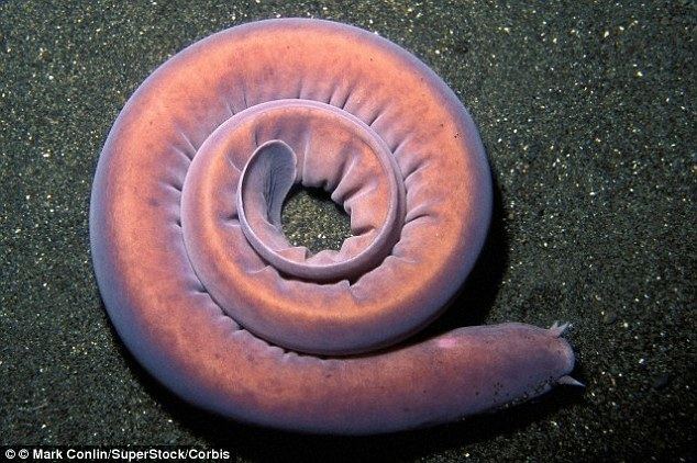 Hagfish How the hagfish slimes predators to death is revealed Daily Mail