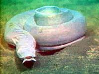 Hagfish httpsuploadwikimediaorgwikipediacommons11